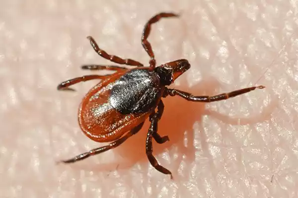 black-legged-tick