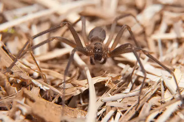 brown-recluse-spider