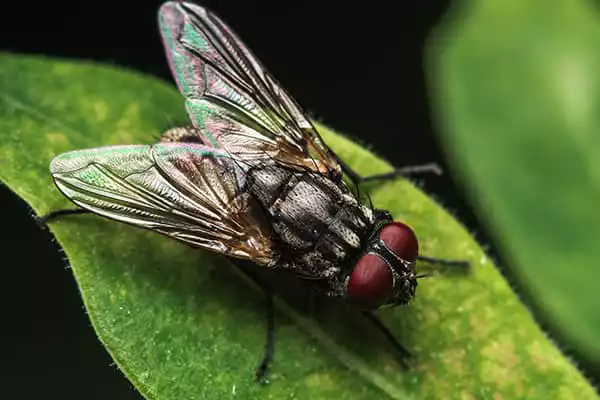 house-fly