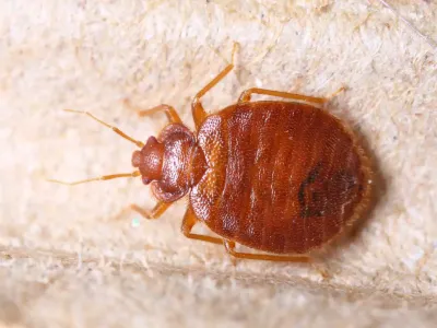 bed-bug-close-up