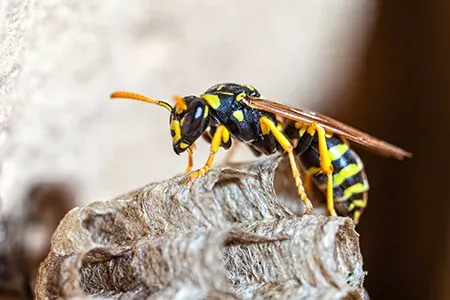 wasp nest