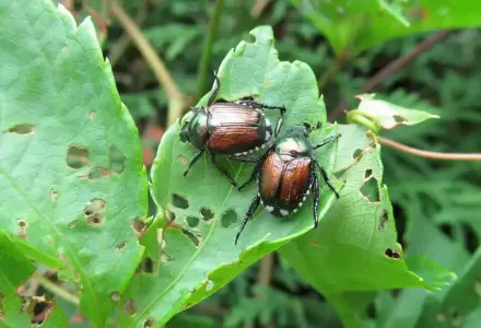 beetle-on-leaf