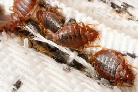 bed bugs on a mattress