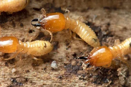 termites on wood