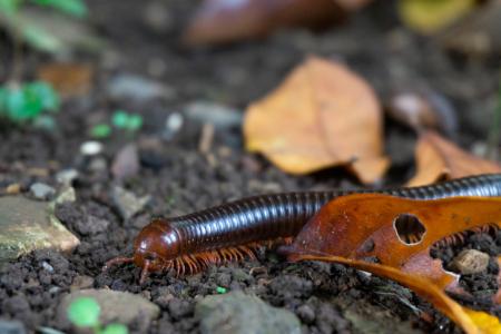 millipede-in-leaves