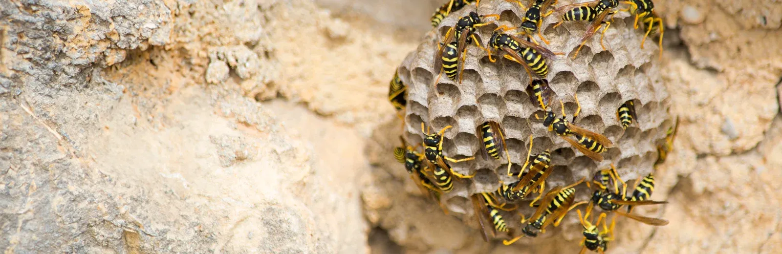 wasp nest on a house