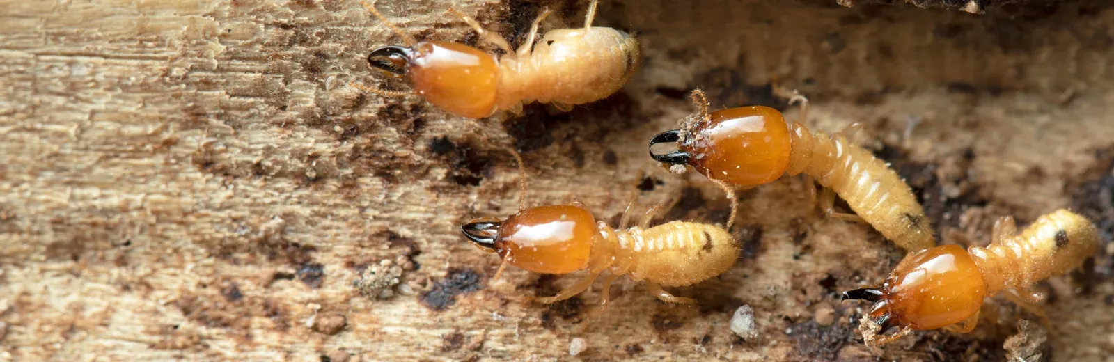 termites on wood