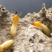 termites