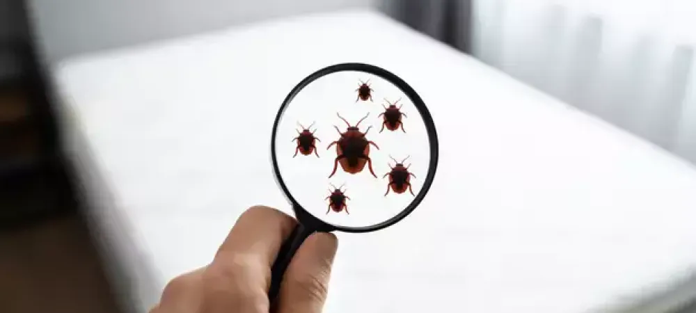 bed-bug-eval