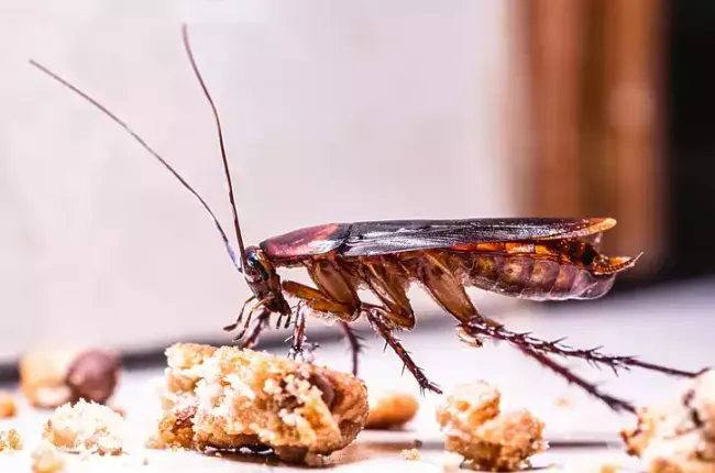 cockroach-eating