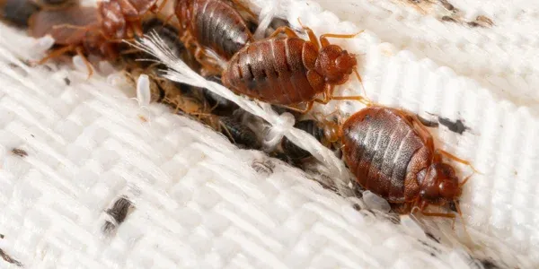 bed bugs on a mattress