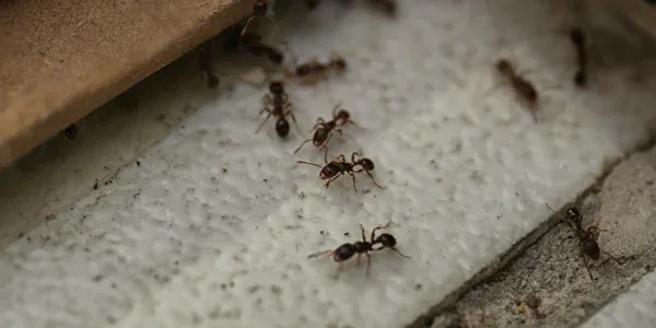 ants on the floor