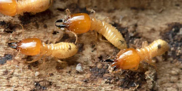 termites on wood